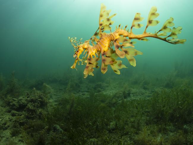 Leafy Seadragon (Phycodurus eques) at Kangaroo Island in the Great Australian Bight. Picture: Richard Robinson/Greenpeace