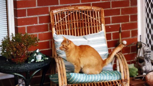 Robin O'Byrne of Howrah has had his neighbours cat damage his ute. Picture: Zak Simmonds