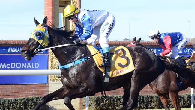 Gentleman Max will line-up for his 108th start on Saturday in the Country Classic at Rosehill Gardens. Picture: Kylie Shaw - Trackpix