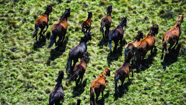 Brumby numbers are soaring in Kosciuszko National Park. Picture: Jason Edward