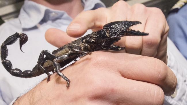 A tropical species expert shows a scorpion (Pandinus Dictator) during a press conference in Paris, France, Thursday, Oct. 1, 2015. On Sept.18 and 22 2015, 115 scorpions, a protected species, were seized by customs officers at Paris Charles de Gaulle airport coming from Cameroon and going to the United States. (AP Photo/Jacques Brinon)