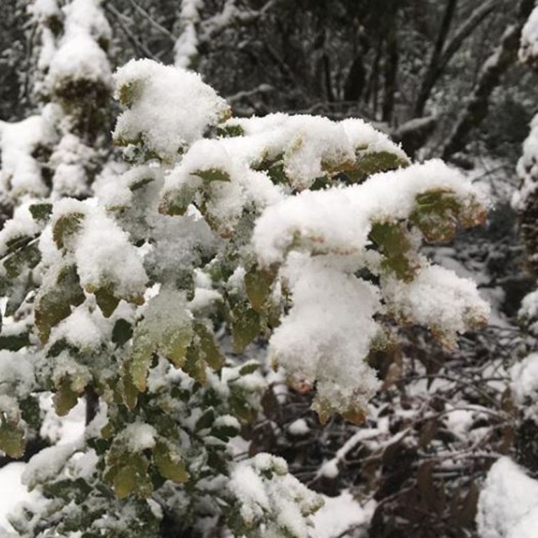 Snow in Cradle Mountain. Picture: @bonneyimages