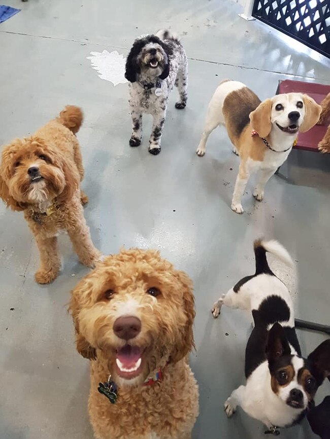 All smiling faces at Doggy Day Care