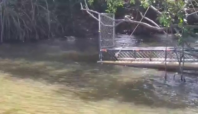 Palm Cove croc