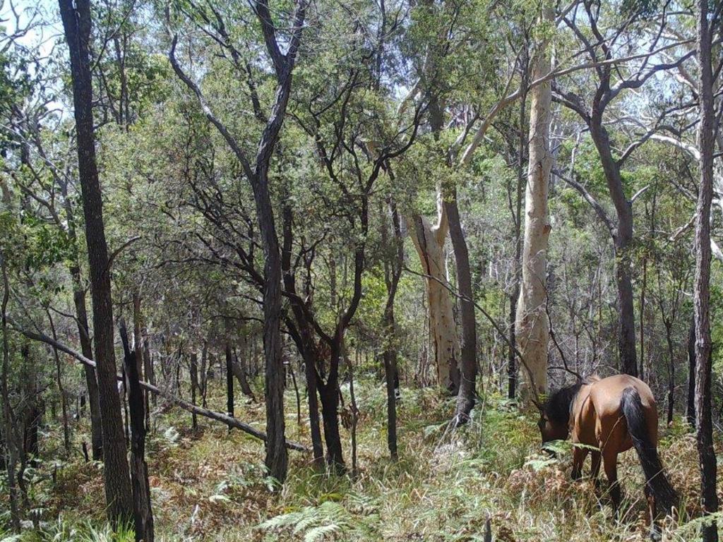 A photo of a feral horse on K'gari captured in 2019.