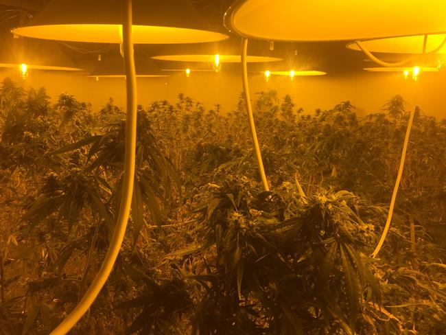 Police have uncovered a hydroponic cannabis crop at Smithfield. At about 11.30am on Sunday 20 September, Northern District Detectives conducted a search of a shed located at the property and located 610 cannabis plants of varying sizes, growing hydroponically. No one was at the property at the time of the discovery and investigations are continuing. MUST CREDIT: SA Police