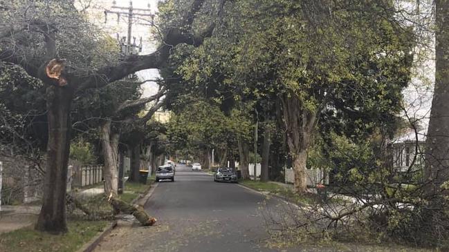 A truck tore a branch from a mature oak tree on October 7.