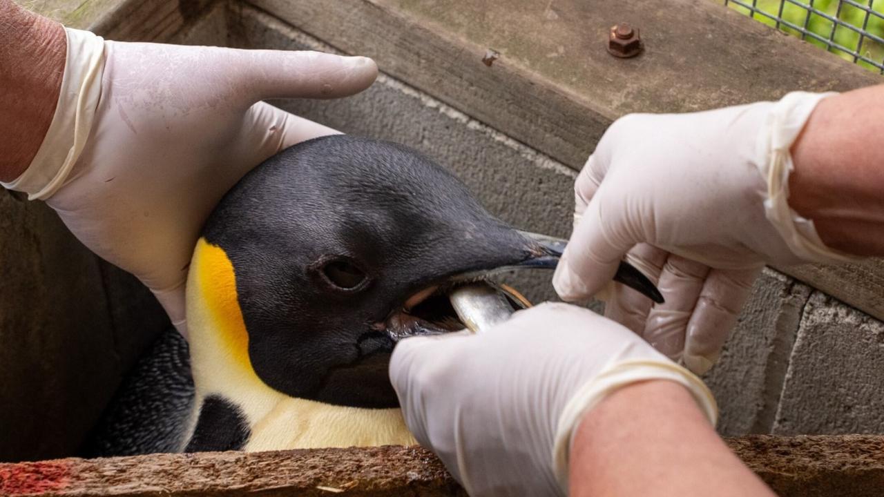 Gus the emperor penguin was looked after for 20 days by wildlife carers before he was released back into the ocean. Picture: Supplied