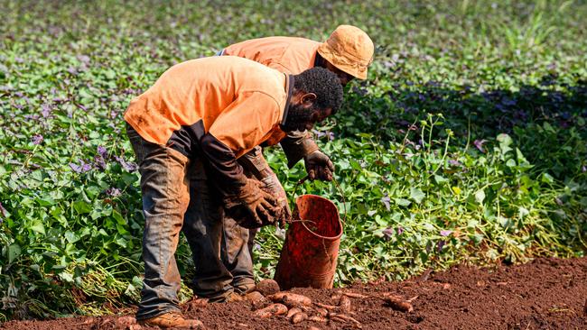 Farm workers from Fiji and Vanuatu. Picture: Paul Beutel