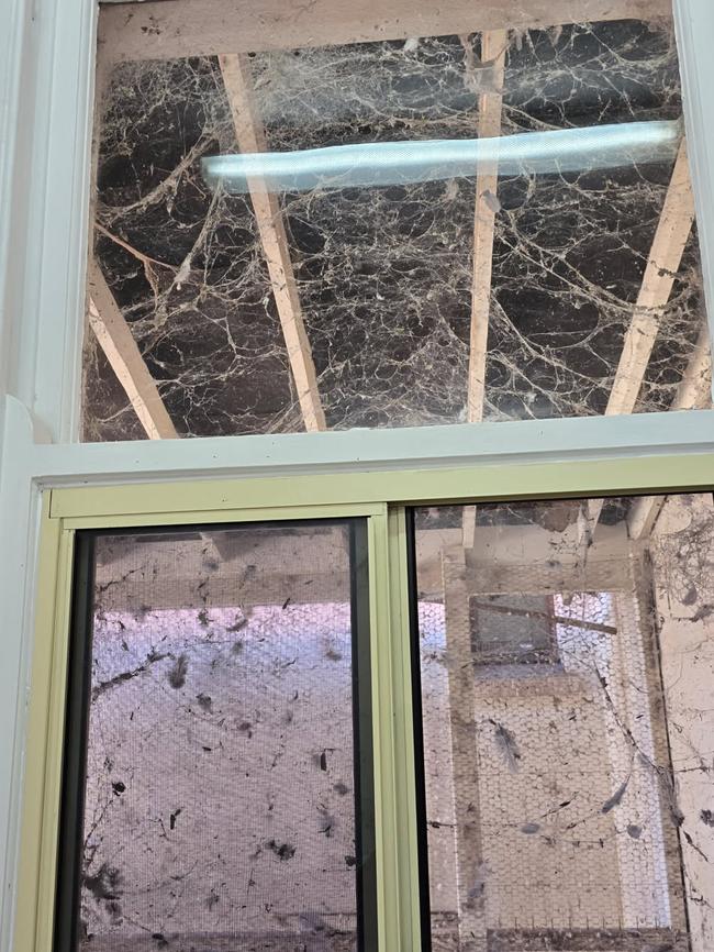 The windows from near the veranda heavily covered in spiderwebs and dust. Supplied.