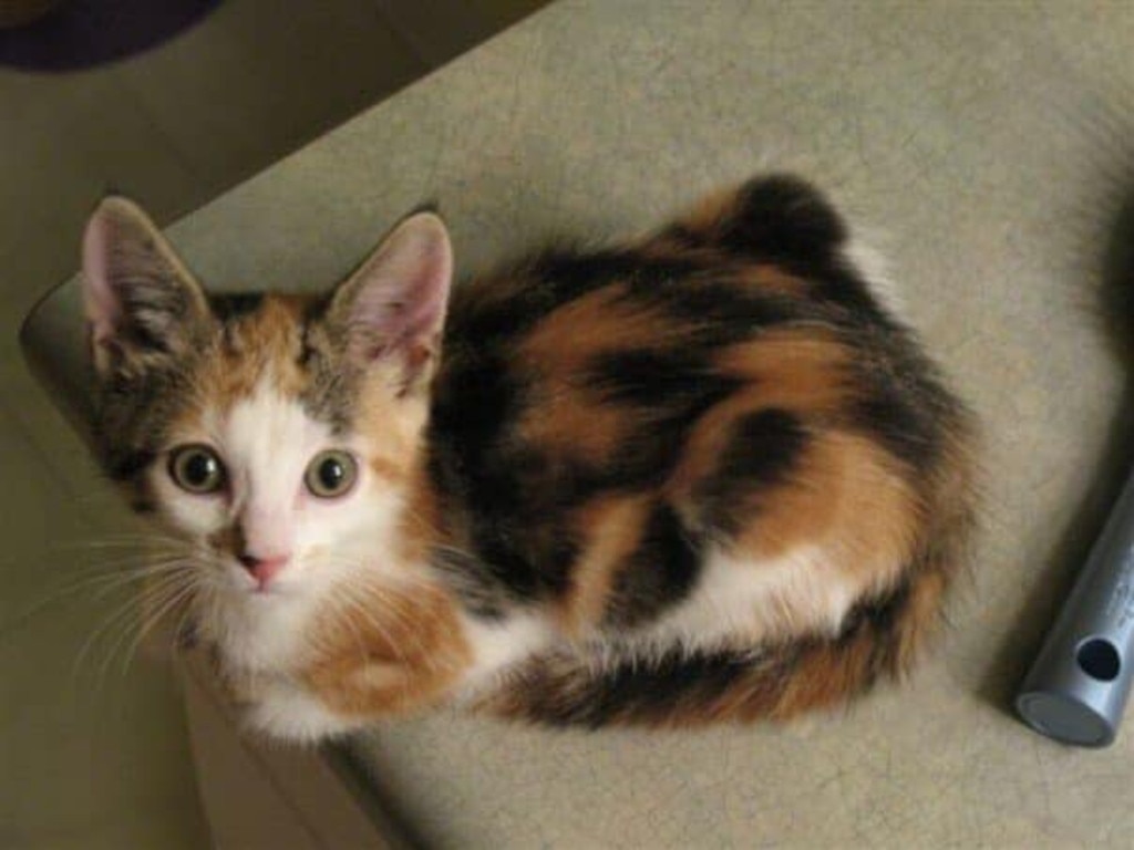 Monet my gorgeous calico as a kitten. Picture: Elizabeth Lowe. Cutest cats in Redcliffe.