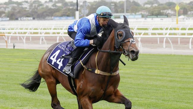 Killcare Beachgirl, who was bred by John Singleton, ridden by Blake Shinn in a gallop at Flemington on Tuesday morning. Picture: Michael Klein