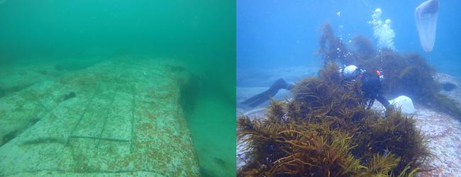 Before and after photos of installation of crayweed at Coogee. Picture: Georgina Wood