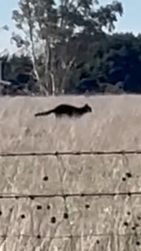 Massive black cat spotted running through a field near Tamworth