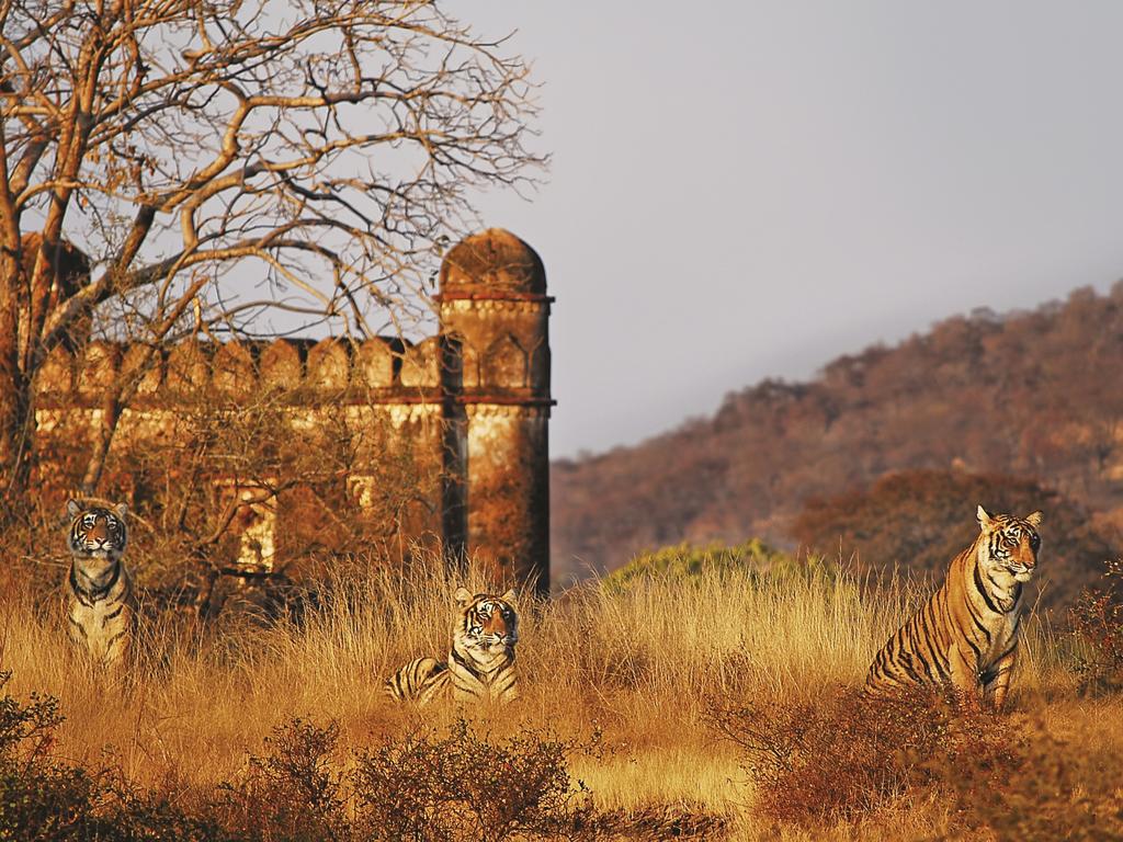 How the Cubs Emerged From the Stone Age - WSJ