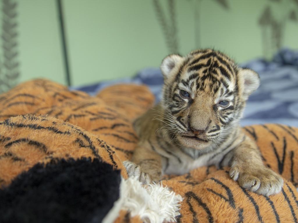 Dreamworld's two tiger cubs, born to Adira at Tiger Island. Picture: Patrick Martin-Vegue, Tiger Island Manager