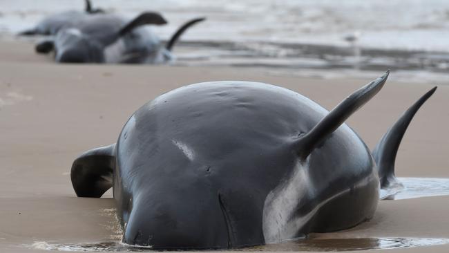 Whales stranded on a beach in Macquarie Harbour on the rugged west coast of Tasmania. (AFP PHOTO / BRODIE WEEDING / THE ADVOCATE)