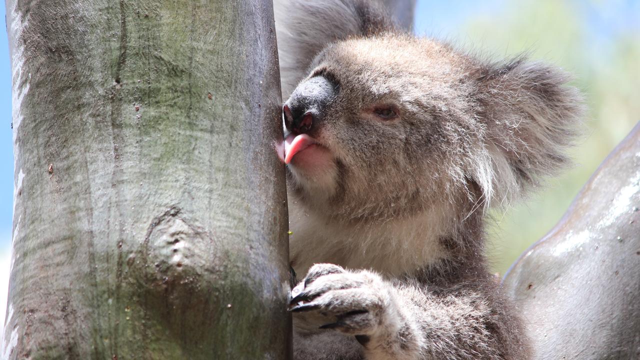 A wild koala licking a tree after rain. Picture: AAP/The University of Sydney