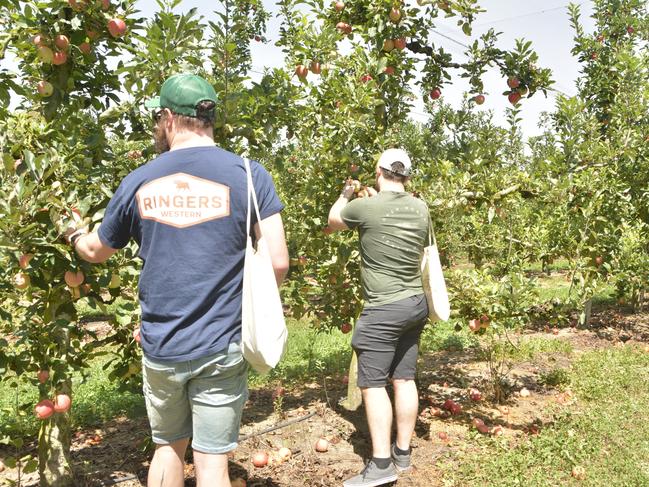 Nicoletti Orchards had visitors showing up in droves to take their pick at the delicious assortment of apples on Saturday, March 2, 2024. Photo: Jessica Klein