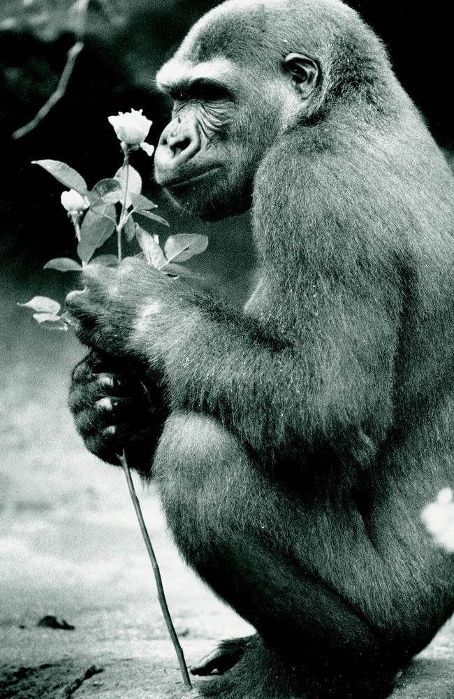 Mzuri smells a flower.