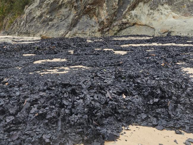 Ash on the shores of the lake. Picture: Georgia Poyner