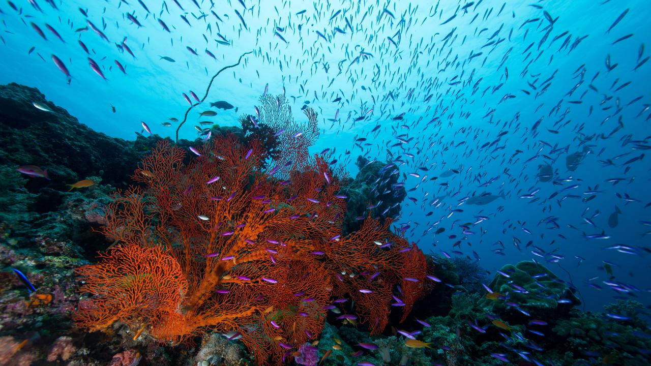 The Great Barrier Reef is the largest living structure on Earth, spanning more than 2300km along the Queensland coast of Australia, and is visible from space.