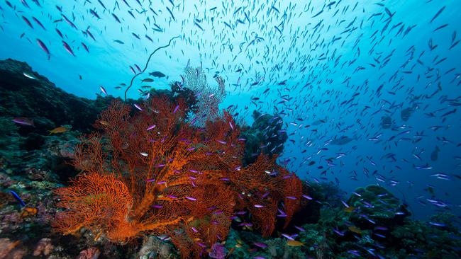 The Great Barrier Reef is the largest living structure on Earth, spanning more than 2300km along the Queensland coast of Australia, and is visible from space.