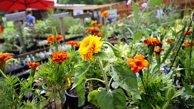 Northey Street City Farm is one of the many community compost hubs that can help turn your food scraps into compost for their garden. Picture: Patria Jannides