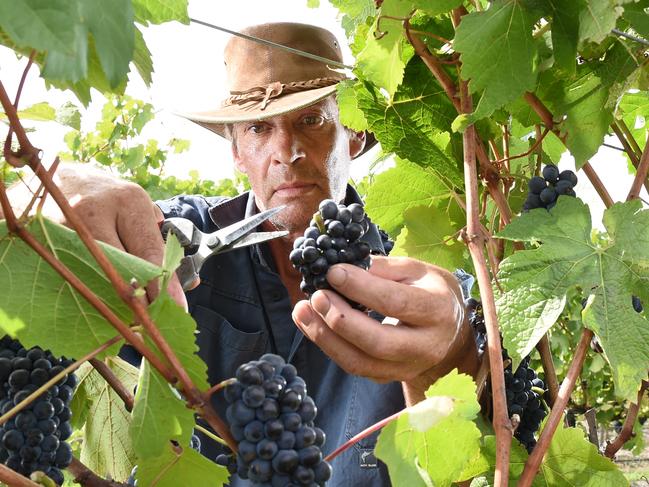 Picking has started at Yabby Lake Winery, Tuerong, the earliest start on record, with pinot noir grape being picked. Harvest staff member James Monaghan (Heatherton) picks some pinot noir. Picture: Jason Sammon Tuesday 23 February 2016