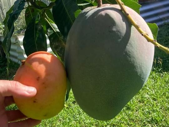 Cairns gardener Adam Cerruti suspects his ârugby league ballâ sized mango might be one of the largest Bowen mangos this season.