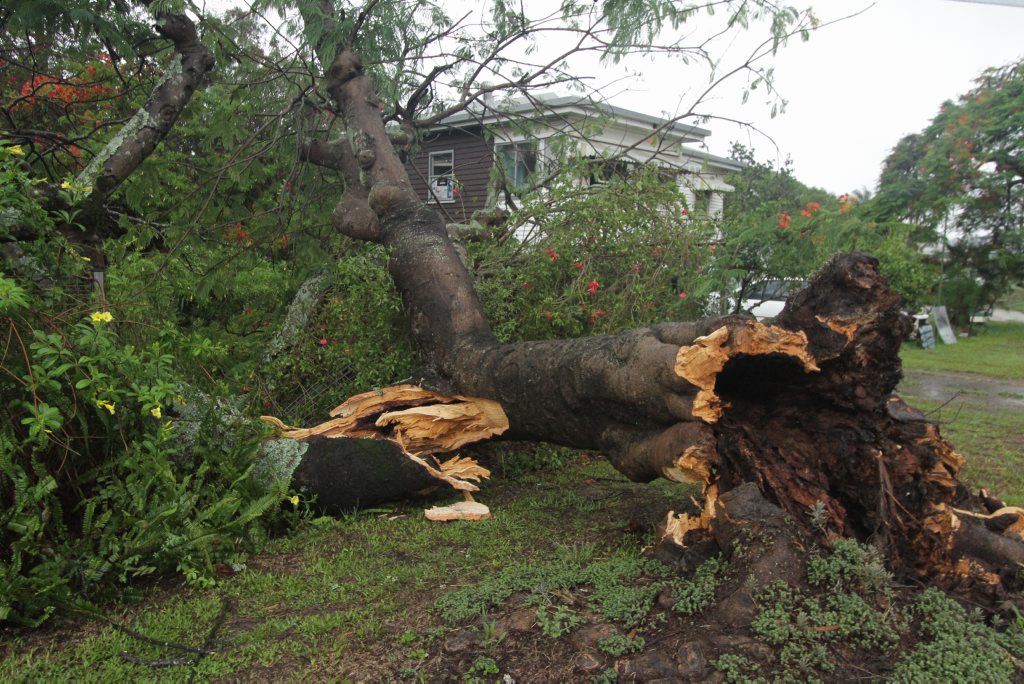 A large tree crashed into the front yard of a home on Tinana on Saturday afternoon Photo: Robyne Cuerel / Fraser Coast Chronicle. Picture: Robyne Cuerel