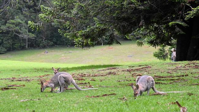 There&#39;s plenty of wildlife to see at the Bunya Mountains. Picture: Jessica McGrath