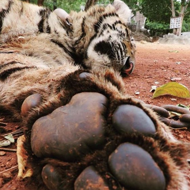 Months After Raid on Infamous Tiger Temple, Plans for Offshoot Zoo Forge  Ahead