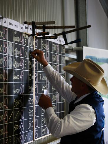 70 bulls were up for auction via the Helmsman auction system at the Paringa spring bull sale. Picture: Andy Rogers