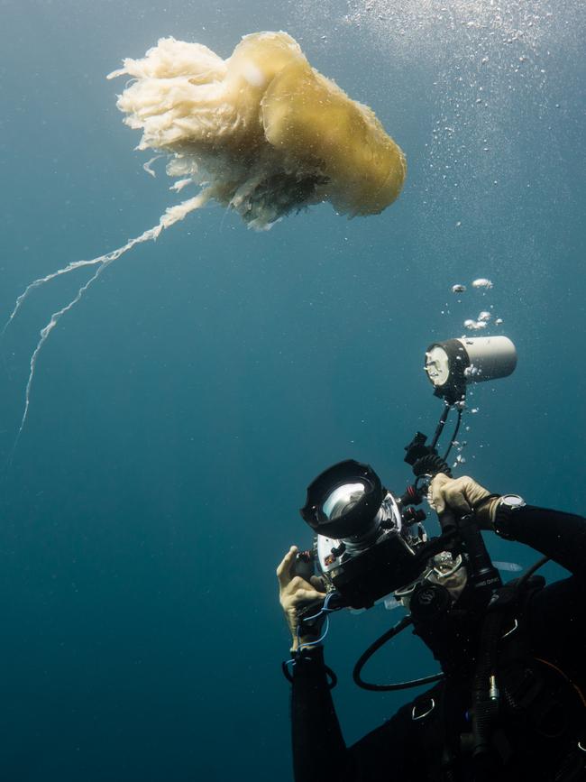 A diver photographs a large jellyfish off Deep Glen Bay, at Eaglehawk Neck, Tasmania. Photo: Joanna Smart.