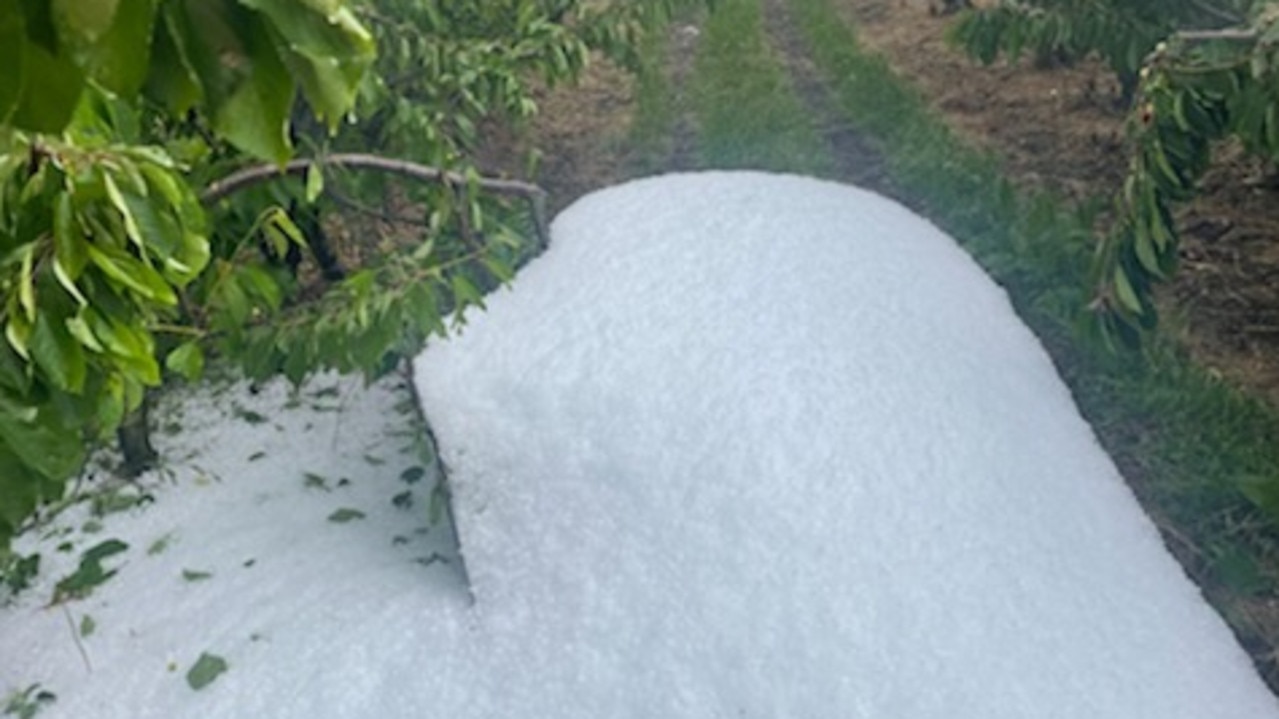 Hail damage to Lucaston Park Orchards, in the Huon Valley, sustained during a freak storm in the first week of December 2021. Picture: Supplied