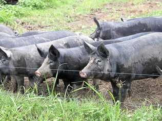 FILE PHOTO: South Burnett Regional Council has approved the expansion of two piggeries. Picture: Fallon Hudson