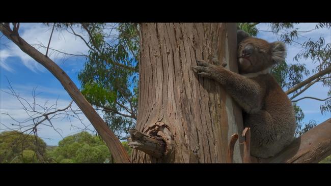 Alice Springs Film and Television owner Chris Tangey will have eight of his short films displayed at the 2025 Osaka World Expo, kicking off in Japan in April. A still from his film 'Living in Australia'. Picture: Chris Tangey