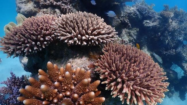 The budget includes a range of measures geared towards the Great Barrier Reef.