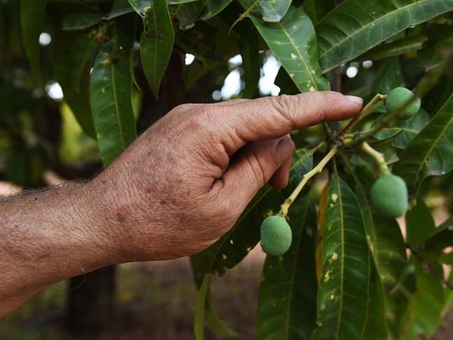 Leo Skliros from Skiliros mango points out early stage mangos on Tuesday.