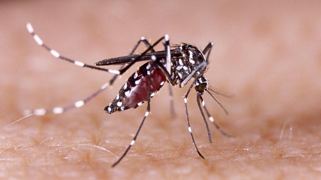 Dengue fever and MVE are spread through mosquitoes.