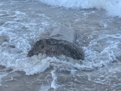 A pier on Coogee beach has been dislodged from the sand. Picture: Randwick City Council