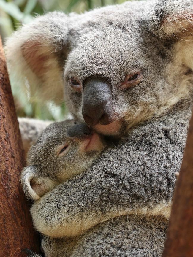 Koala homes are being ripped up for the concrete monoliths. Picture: Adam Head