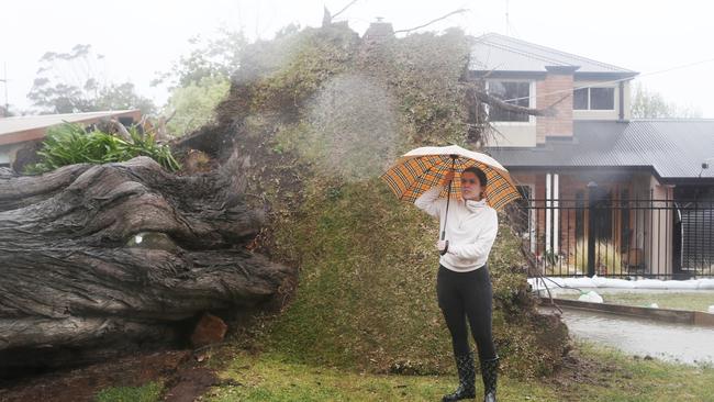 Sophia Milne of Mount Eliza with a large pine tree that came down in her street. Picture: NCA NewsWire / David Crosling