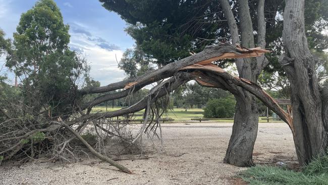 More than 400 trees were felled during the storm, including this one in Highton.