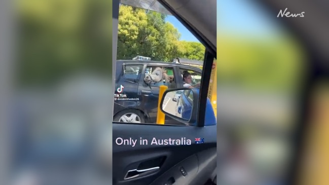 Little horse gets a Maccas drive-through experience