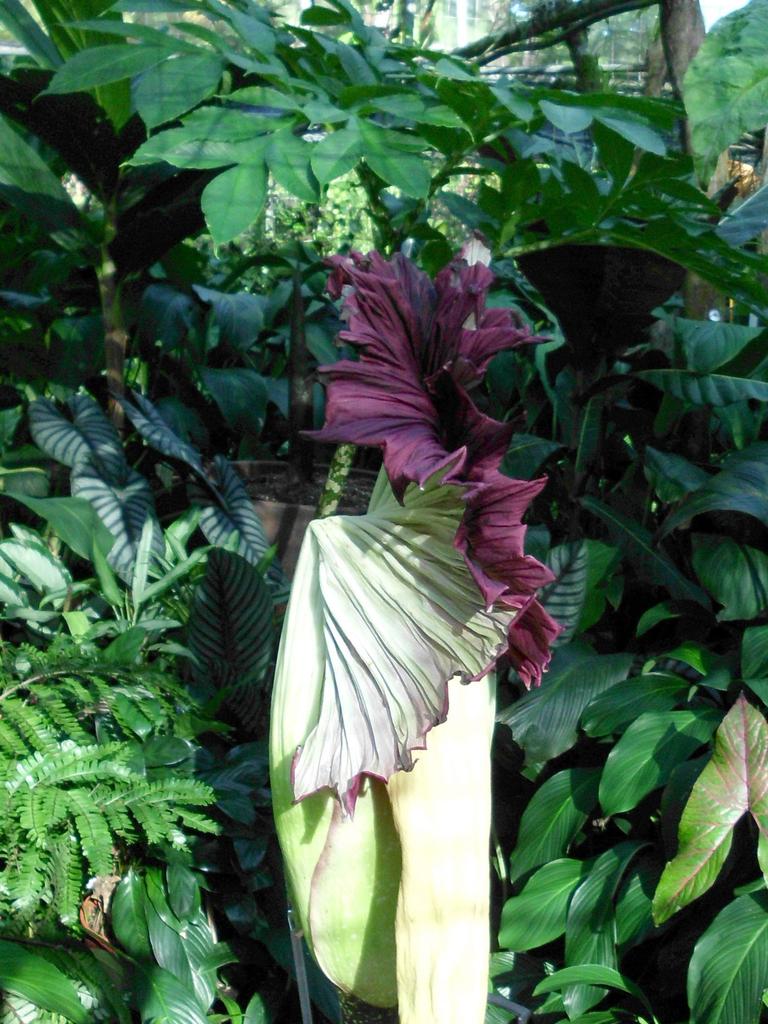 The spooky dark petals of a corpse flower before it opens, which produces it’s own heat.