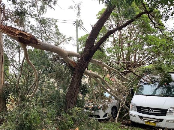 Branches down on cars in Croydon during the high winds. Picture: Jo Seymour