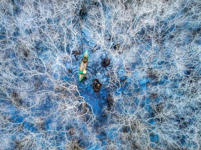 A fisherman navigates the winter mangroves in Hue, Vietnam. The scarcity of leaves gives the forest the appearance of a giant spider web. Picture: Phan Thi Khanh