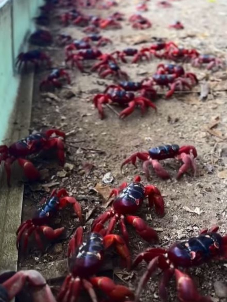 The migration is triggered by the first substantial rain of the wet season. Picture: Facebook/Christmas Island Tourism